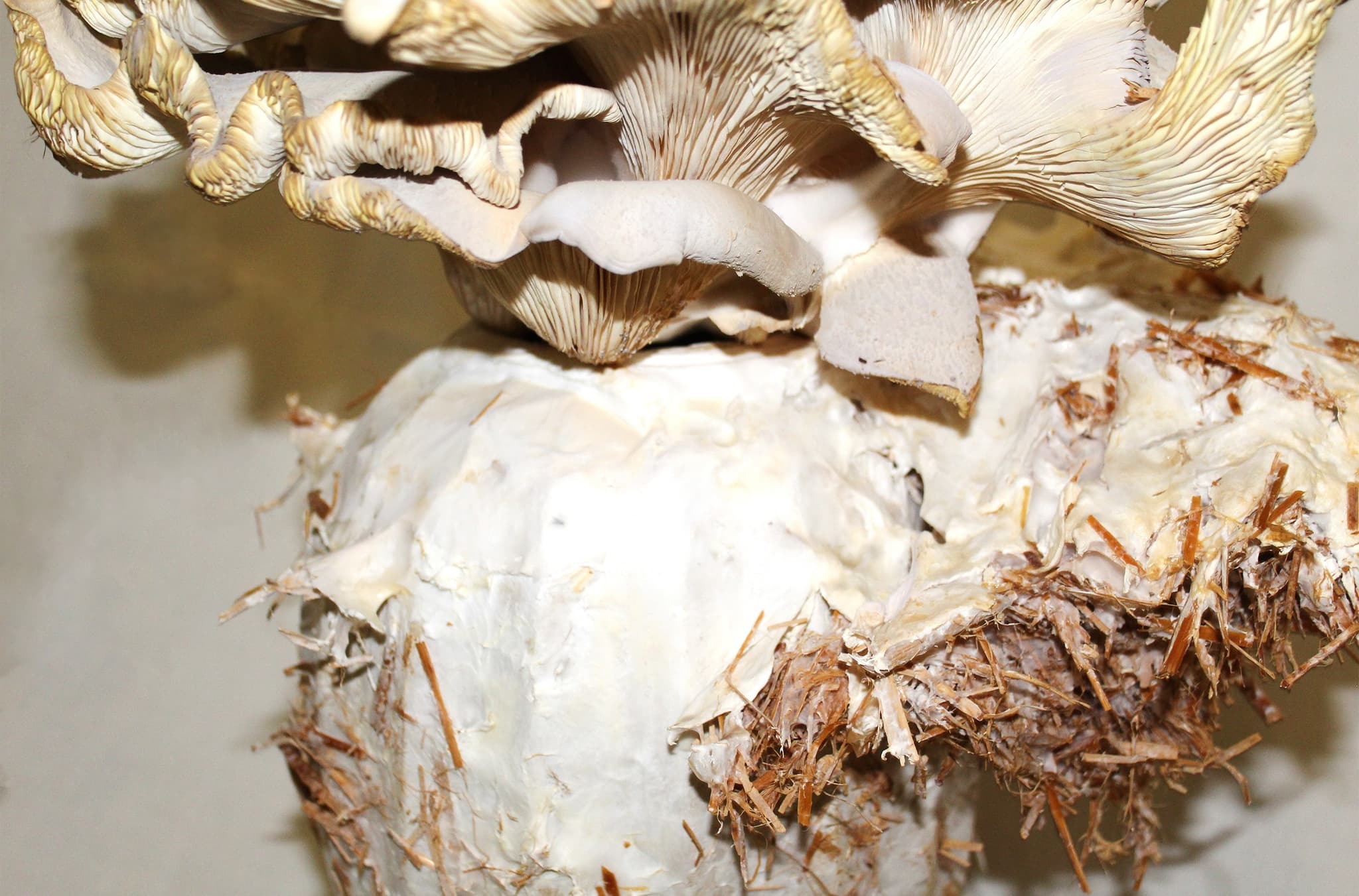 PORCELÁN × MYCELIUM - 1