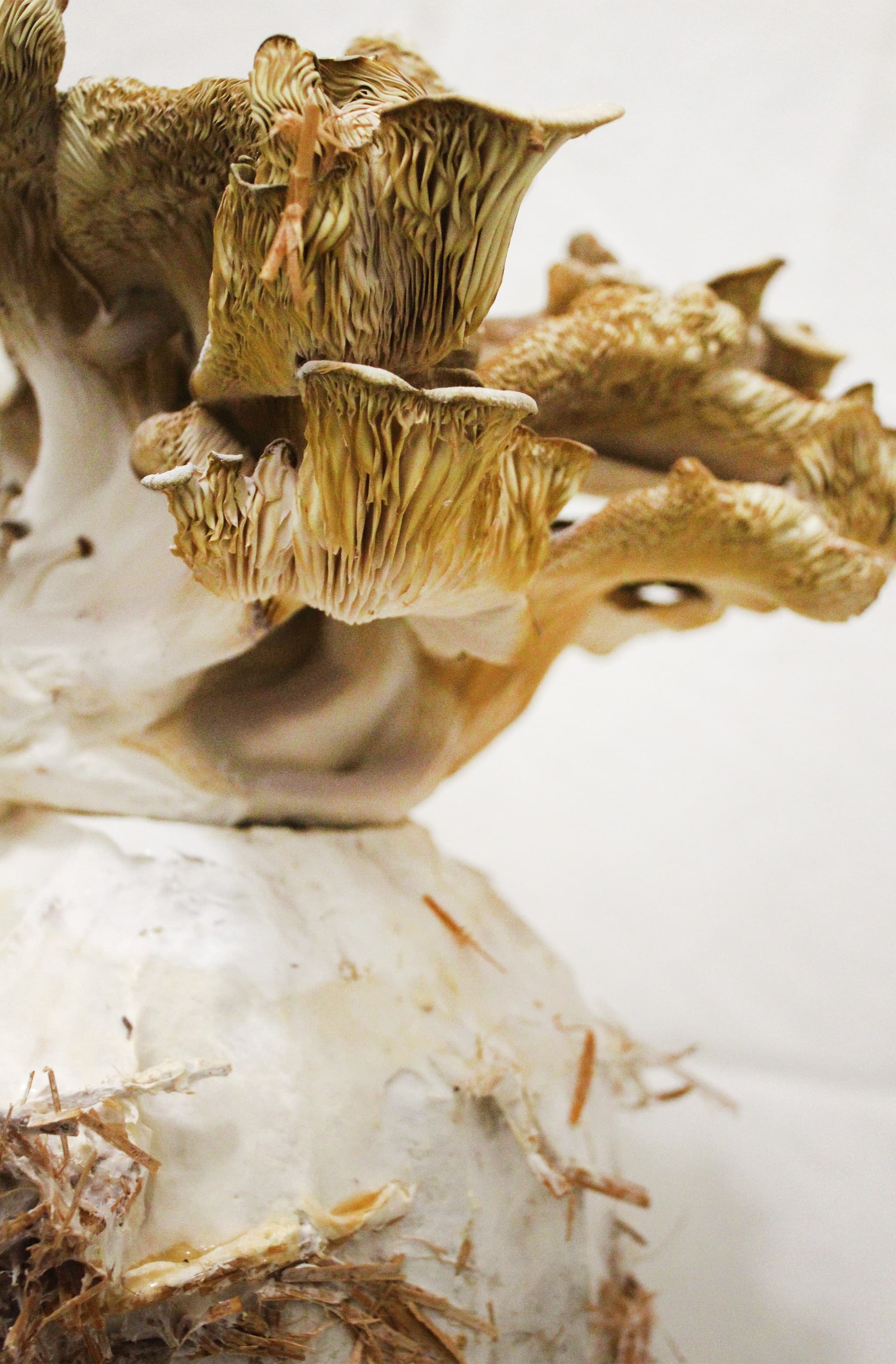 PORCELÁN × MYCELIUM - 2