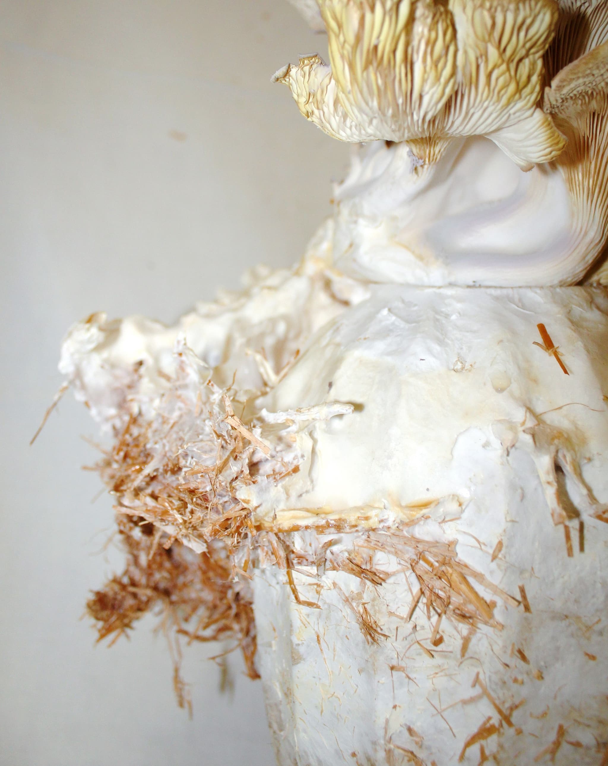 PORCELÁN × MYCELIUM - 3