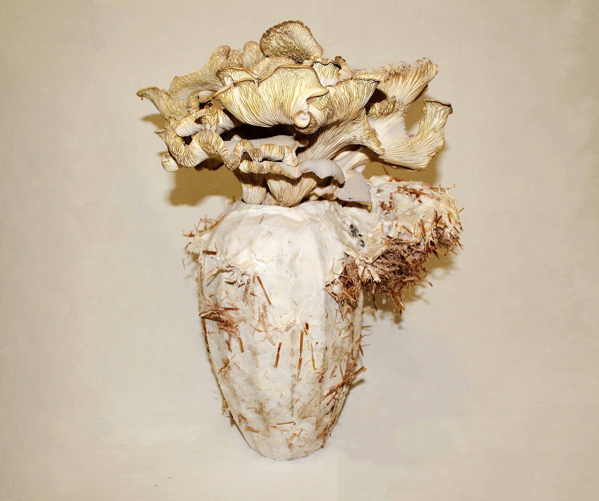 PORCELÁN × MYCELIUM - 5