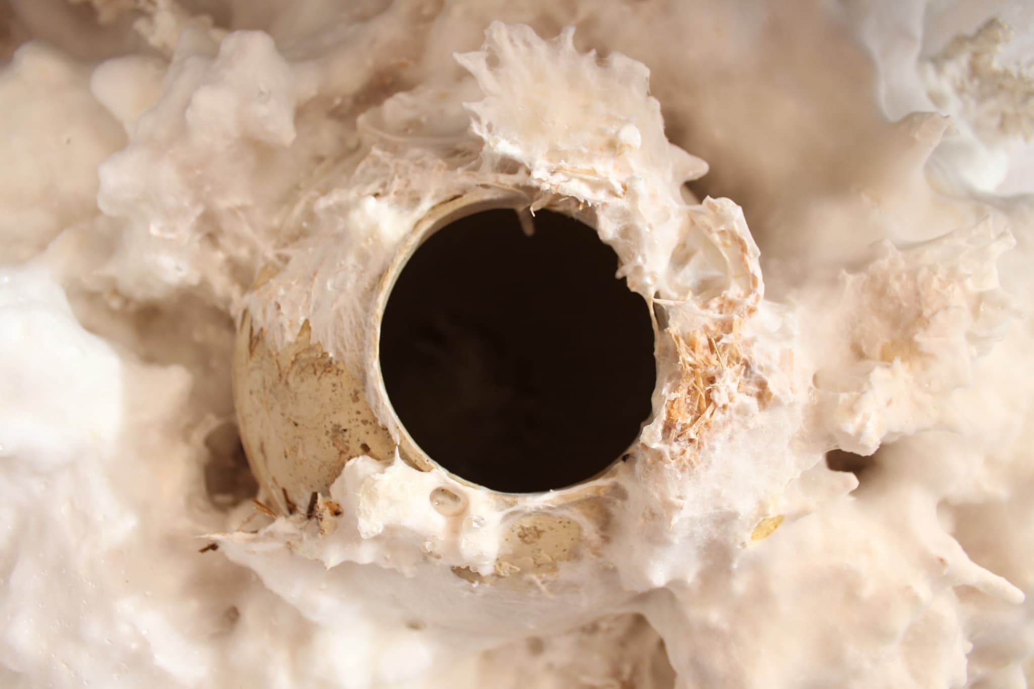 PORCELÁN × MYCELIUM - 6