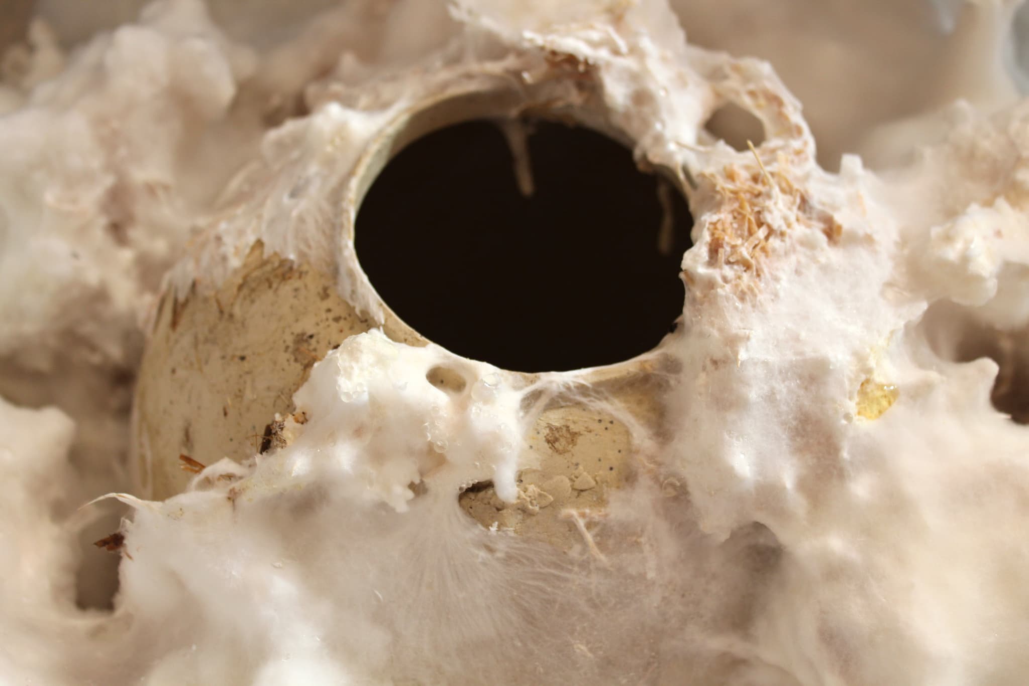 PORCELÁN × MYCELIUM - 8